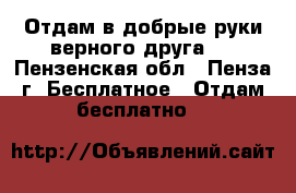 Отдам в добрые руки верного друга . - Пензенская обл., Пенза г. Бесплатное » Отдам бесплатно   